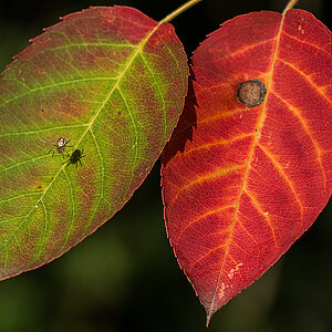 Herbstspinne