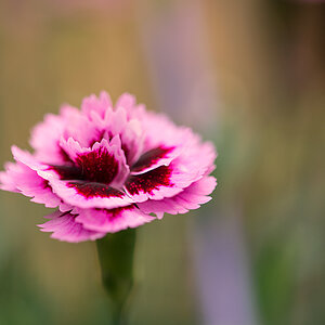 Aster 1