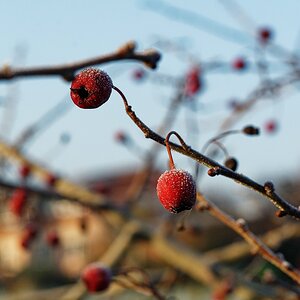 vereiste Beeren