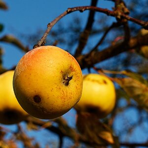 Winteräpfel