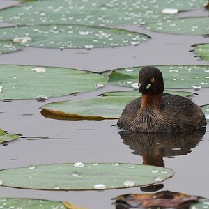 Zwergtaucher (little grebe)

s515 bHabarana LittleGrebe 3721