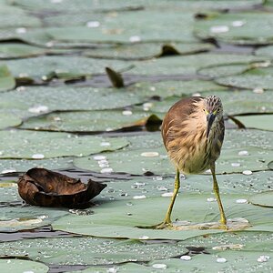 Paddyreiher (Indian Pond Heron)

s518 bHabarana IndianPondHeron 3785