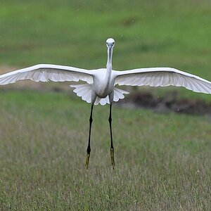 Seidenreiher (little egret)

s574 Kaudulla LittleEgret 4532