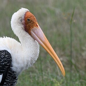 Buntstorch (painted stork)

s575 Kaudulla Painted stork 4614