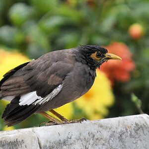 Hirtenmaina auch Hirtenstar genannt (Common Myna)

s268 Bishkek Vogel 6036