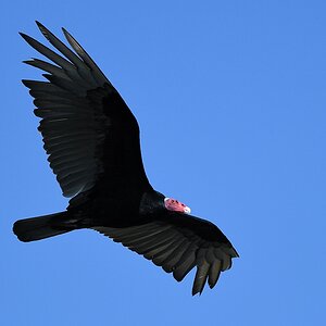Truthahngeier (turkey vulture)

s1018 RioClaro TurkeyVulture 6336