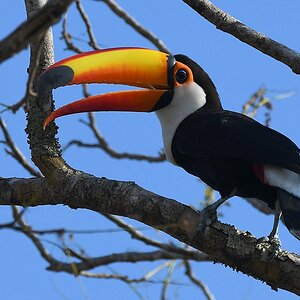 s1121 RioClaro TocoToucan 7511