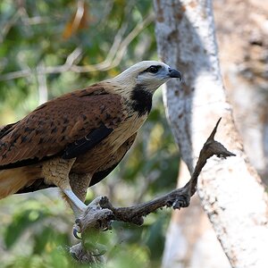 Fischbussard (Black-collared Hawk)

s1126 RioClaro Black CollaredHawk 7712