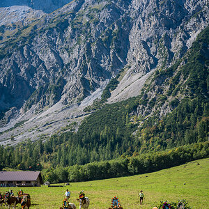 Almabtrieb Karwendel 1