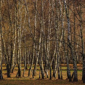 Birkenwald