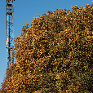 Herbstmast