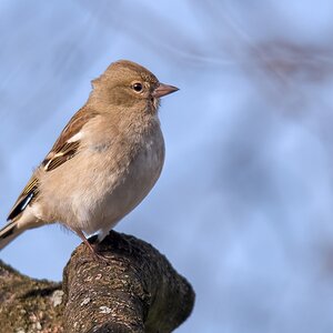 D50 2765 Buchfinkweibchen im Garten IA 4 2018