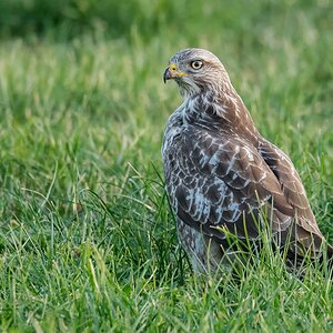D50 7982 Bussard im Gras IA 10 2018