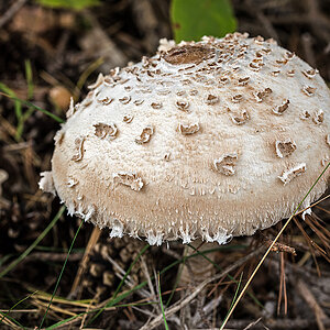 Parasol