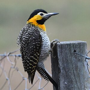 s1209 RioClaro CampoFlicker 8502 h