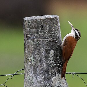 Schmalschnabel-Baumsteiger (Narrow-billed Woodcreeper)

Laut meines Bestimmungsbuches passt der Vogel perfekt auf den narrow-billed woodcreeper.
Bei W