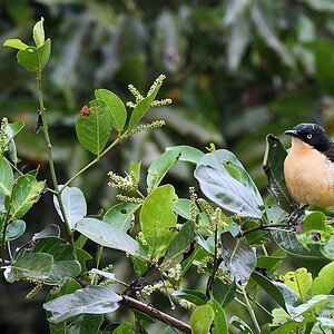 Rohrspotter auch Rohrspottdrossel genannt (Black-capped Donacobius)

s1218 Transpantaneira Black CappedDonacobius 8620