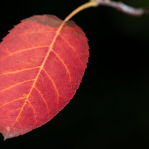 Herbstblatt