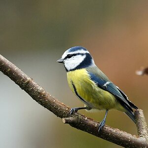 comp DSC 1762

Blaumeise