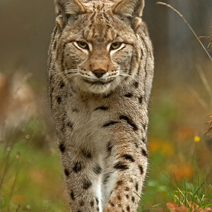 Luchs