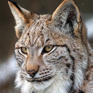 Luchs