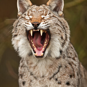 Luchs