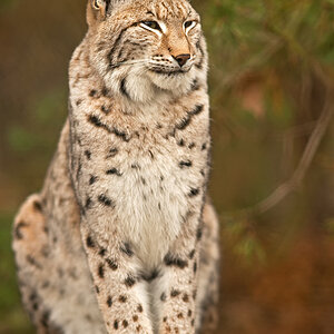 Luchs