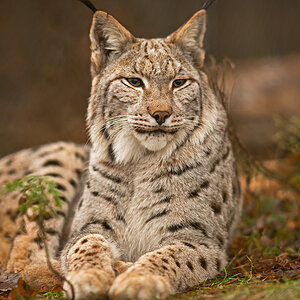 Luchs