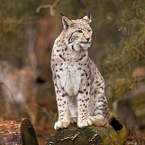 Luchs