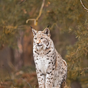 Luchs