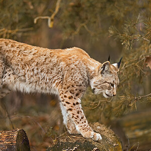 Luchs