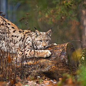 Luchs