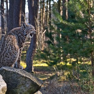Der leise Ruf des Luchses