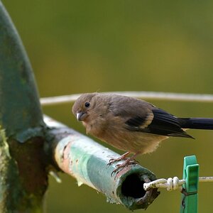 comp JEM 0392

Junges Dompfaff Weibchen