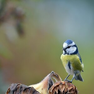 comp JEM 0411

Blaumeise