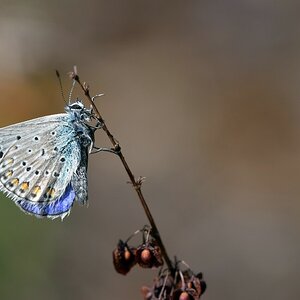 comp JEM 0449

Gemeiner Bläuling