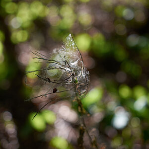 cobweb bokeh