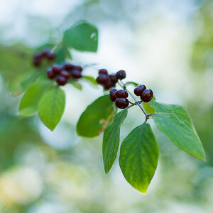 Heckenkirschen Beeren