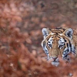 Tiger 2