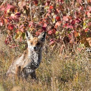 Fuchs