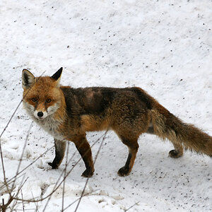Stadtfuchs