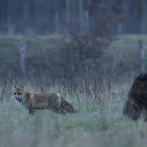 Fuchs