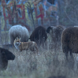 Fuchs