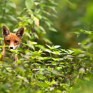 Fuchs