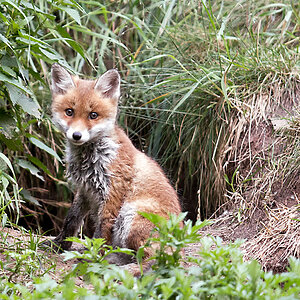 Fuchs