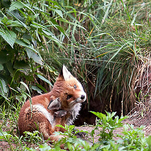 Fuchs
