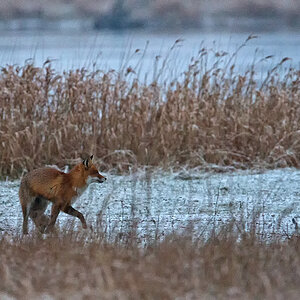 Fuchs