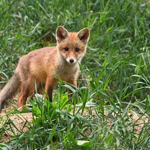 Fuchs