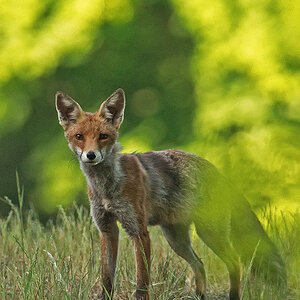 Fuchs