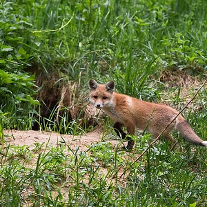 Fuchs